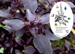 Attēlu rezultāti vaicājumam “Ocimum basilicum leaf”