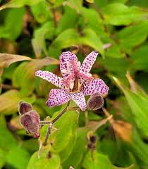 Image result for Tricyrtis `Black Beauty`