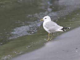 Attēlu rezultāti vaicājumam “Larus canus adult”