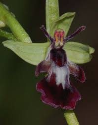 Attēlu rezultāti vaicājumam “Ophrys insectifera”