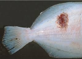 Image result for Paralichthys lethostigma