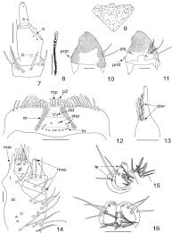 Attēlu rezultāti vaicājumam “Megatoma undata”