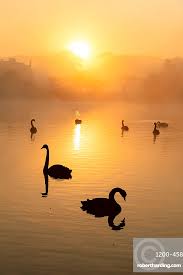 Attēlu rezultāti vaicājumam “Cygnus atratus”