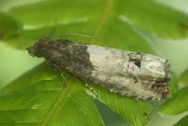 Attēlu rezultāti vaicājumam “Notocelia roborana”