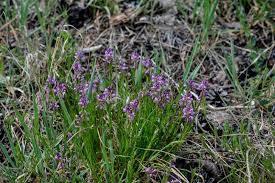 Attēlu rezultāti vaicājumam “Polygala comosa”