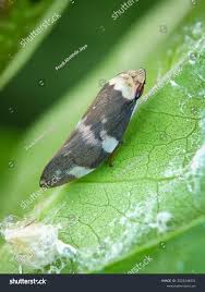 Attēlu rezultāti vaicājumam “Aphrophoridae”