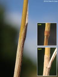 Attēlu rezultāti vaicājumam “Deschampsia flexuosa bud”