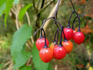 tomato family [Solanaceae] - and the fruit is poisonous [like green - via Daymix