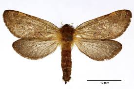 Attēlu rezultāti vaicājumam “Phymatopus hecta”