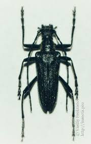 Attēlu rezultāti vaicājumam “Oxymirus cursor”