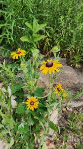 Attēlu rezultāti vaicājumam “Rudbeckia hirta var. hirta”