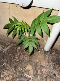 Attēlu rezultāti vaicājumam “Herniaria glabra leaf”