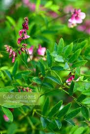 Attēlu rezultāti vaicājumam “Lathyrus niger”