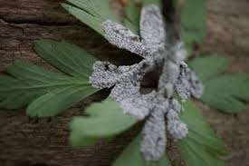 Attēlu rezultāti vaicājumam “Diderma spumarioides”