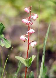 Attēlu rezultāti vaicājumam “Pyrola rotundifolia flower”