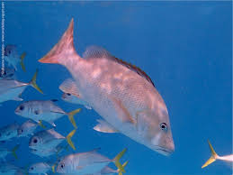 Image result for Lutjanus jocu