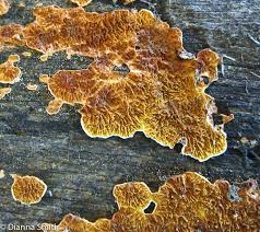 Attēlu rezultāti vaicājumam “Antrodia crassa”