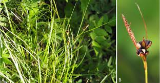 Attēlu rezultāti vaicājumam “Anthracoidea”