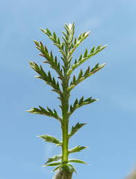 Attēlu rezultāti vaicājumam “Anthemis tinctoria leaf”