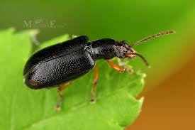 Attēlu rezultāti vaicājumam “Orsodacne cerasi”