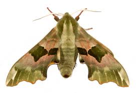 Attēlu rezultāti vaicājumam “Mimas tiliae”