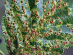 Attēlu rezultāti vaicājumam “Eriophyes padi”