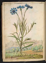 Image result for Centaurea cyanus