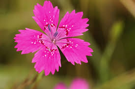 Attēlu rezultāti vaicājumam “Dianthus deltoides flower”