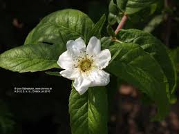 Attēlu rezultāti vaicājumam “Mespilus germanica”