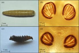 Attēlu rezultāti vaicājumam “Acronicta megacephala larva”