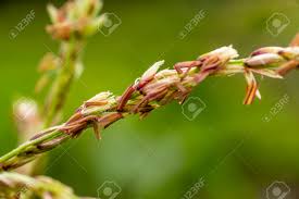 Attēlu rezultāti vaicājumam “Zea mays male flower”