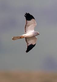 Image result for England Staffordshire Birding Club