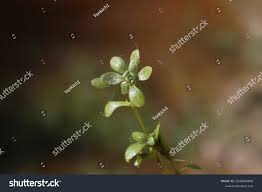 Attēlu rezultāti vaicājumam “Callitriche cophocarpa leaf”