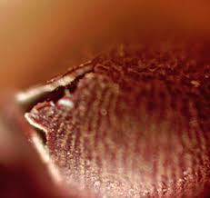 Attēlu rezultāti vaicājumam “Collaria rubens macro”