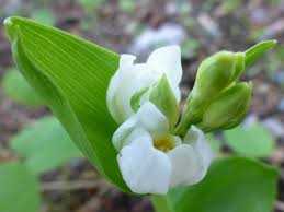Attēlu rezultāti vaicājumam “Cephalanthera rubra bud”