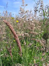 Attēlu rezultāti vaicājumam “Holcus lanatus”