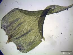 Attēlu rezultāti vaicājumam “Campylium stellatum”