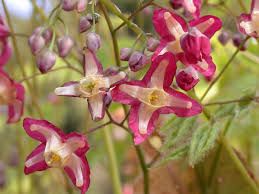 Attēlu rezultāti vaicājumam “Epimedium alpinum”