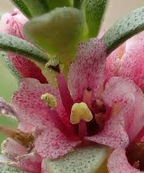 Attēlu rezultāti vaicājumam “Glaux maritima flower”