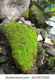 Attēlu rezultāti vaicājumam “Leucobryum glaucum”