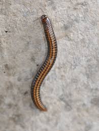 Attēlu rezultāti vaicājumam “Ommatoiulus sabulosus”