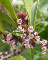 Attēlu rezultāti vaicājumam “Euura acutifoliae”