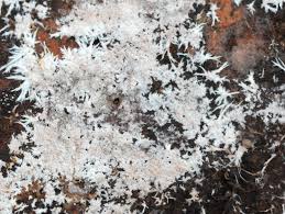 Attēlu rezultāti vaicājumam “Steccherinum fimbriatum”