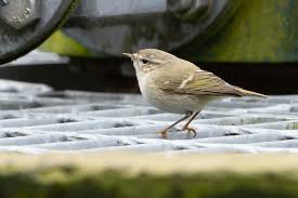 Image result for Phylloscopus humei