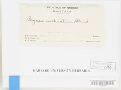 Attēlu rezultāti vaicājumam “Bryum amblyodon”