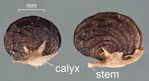 Attēlu rezultāti vaicājumam “Medicago lupulina fruit”