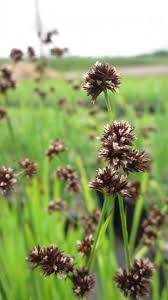 Attēlu rezultāti vaicājumam “Juncus gerardii leaf”