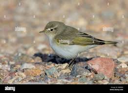 Image result for Phylloscopus orientalis