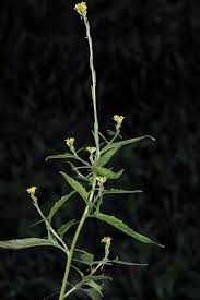 Attēlu rezultāti vaicājumam “Sisymbrium loeselii leaf”