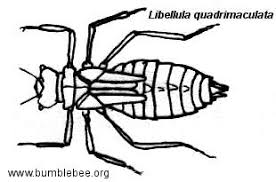 Attēlu rezultāti vaicājumam “Libellula quadrimaculata eggs”